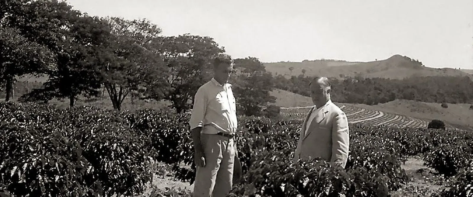 Lavoura de café da Fazenda Santana do Cuiabano, com dois homens entre os cafeeiros e as curvas de nível ao fundo.