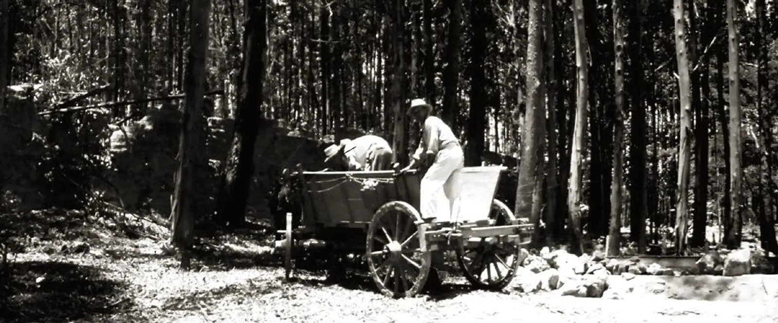 Trabalhadores carregando pedras numa carroça dentro do bosque da Fazenda Santana do Cuiabano, no início do século 20.