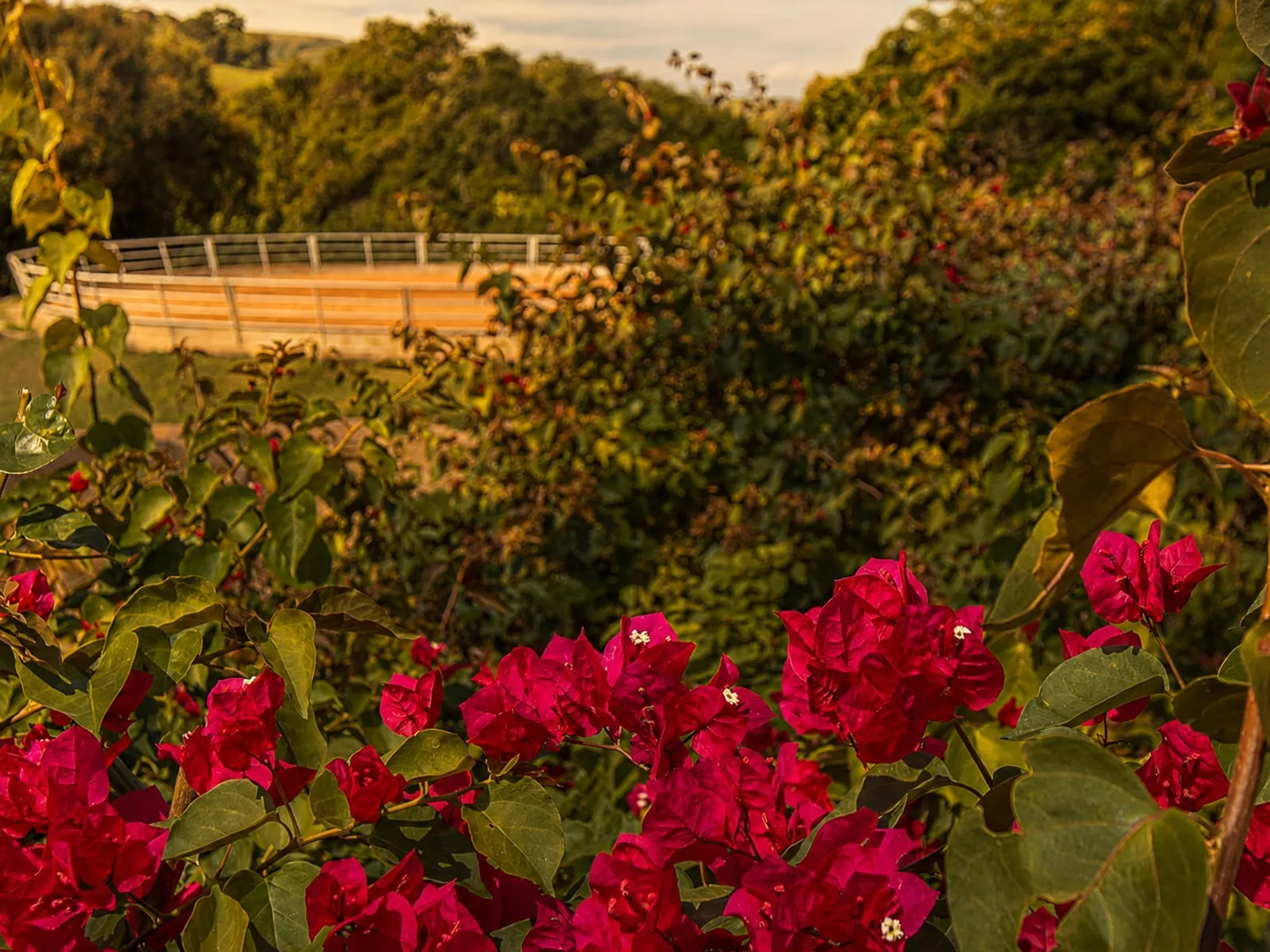 Redondel do centro equestre do Haras La Estancia visto por entre uma primavera florida, ao fim da tarde.