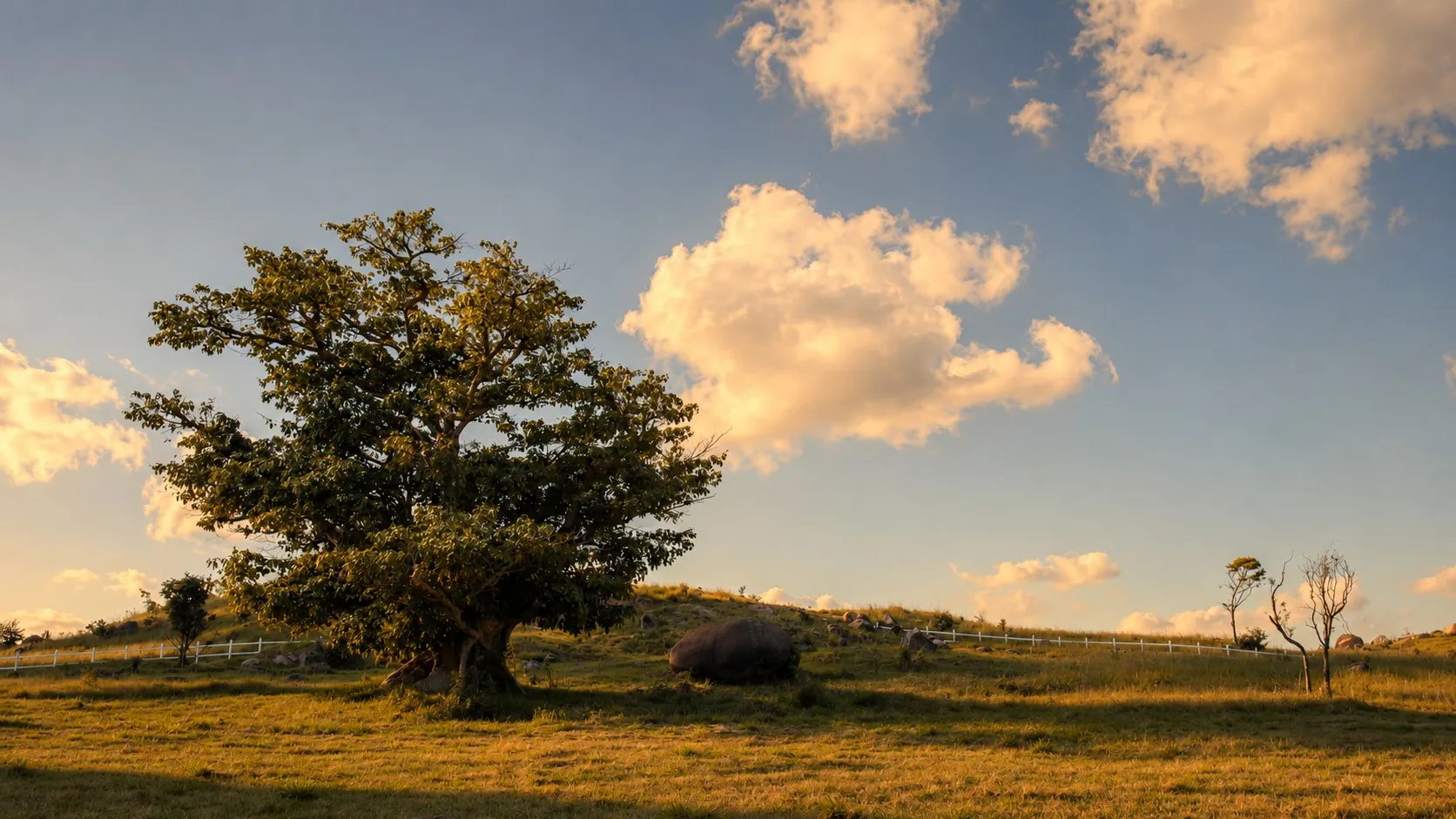 A figueira e a pedra moledo no alto do morro, entre vegetação nativa, na luz do fim de tarde