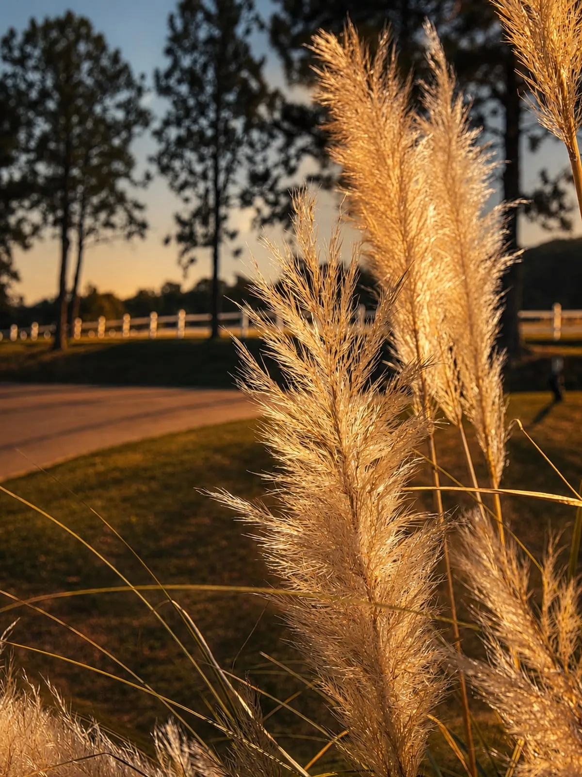 Plumas de capim em contraluz dourada à beira da alameda do Haras La Estancia, ao fim da tarde.