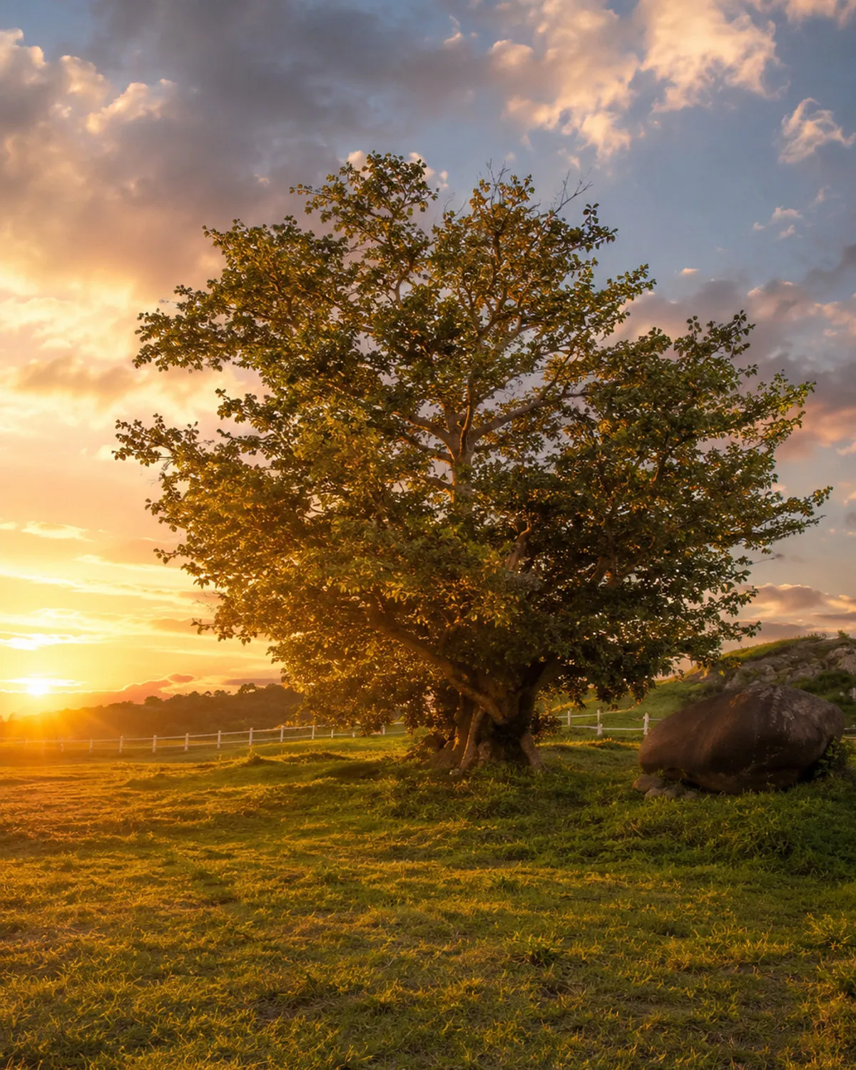A figueira centenária da fazenda, em contraluz no fim de tarde